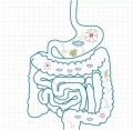 Prebiotic XoS 70% Bifidobacterium Thực phẩm xylooligosacarit