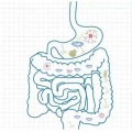 Xos nutritivo 70 ingrediente alimentar xylo-oligossacárido em pó