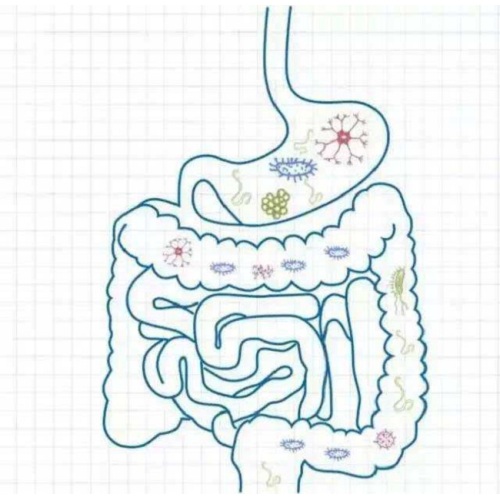 Prebiotic XOS 70% Bifidobacterium Food Xylooligosaccharide