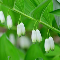 Polygonatum -Extrakt Pulver 10: 1 Polygonatum odoratum