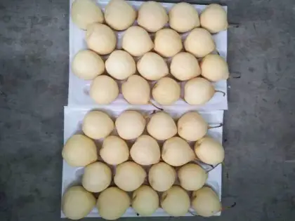 Organic fresh pear fruit