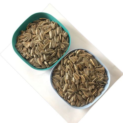 Machine Processed High Quality Sunflower Seeds