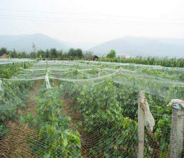 पौधे के समर्थन के लिए एंटी-पक्षी नेट एचडीपीई नई सामग्री
