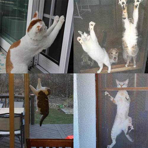 बिल्ली सबूत खिड़की स्क्रीन