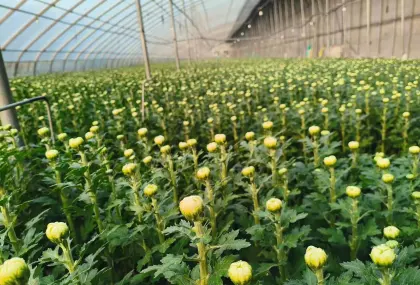 Spray Chrysanthemum Cologne perfume