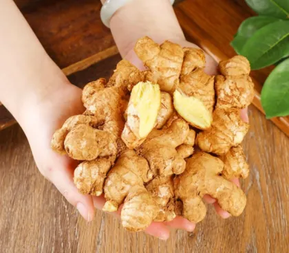 Primary Processed Semi Dried Air Dried Ginger