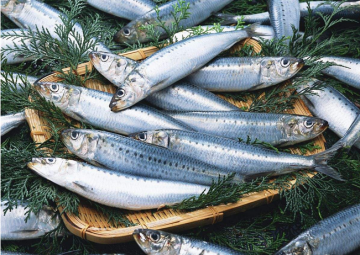 Whole Round Frozen Sardine