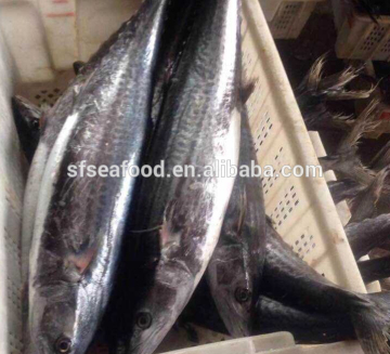 online store suppliers spanish mackerel