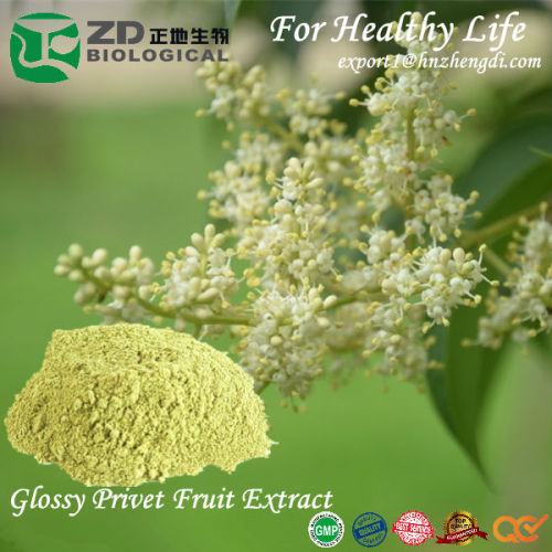 Glossy Privet Fruit Extract no solvent residue 30%, 95% Oleanolic acid customized specification for anti-cancer Pharmaceuticals