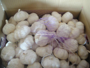 Good Fresh Garlic 4.0cm+