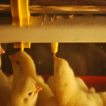 High quality automatic plastic poultry feeder drinkers