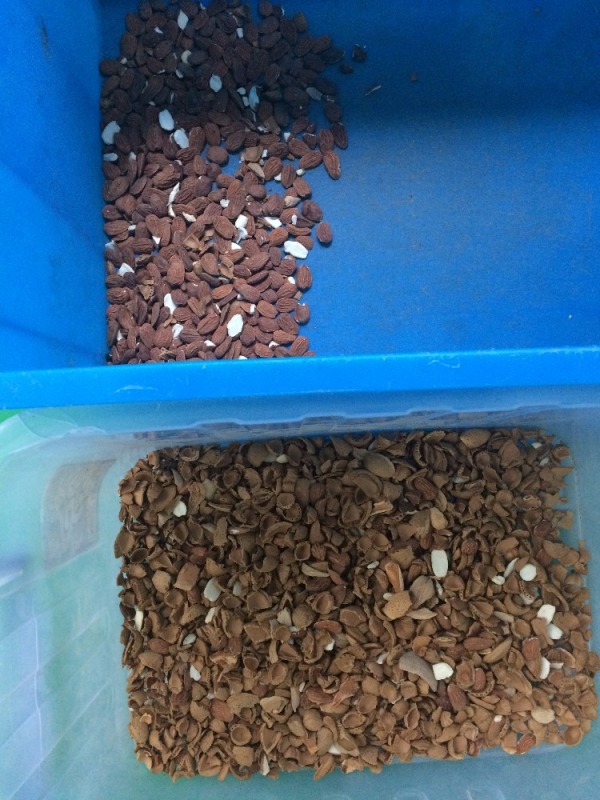 Automatic CCD Color Sorter for Nut Processing: Cashew, Apricot Kernel, Walnut, Almond Machines