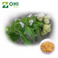 Henbane-Extrakt Scopolaminhydrobromid-Trihydrat