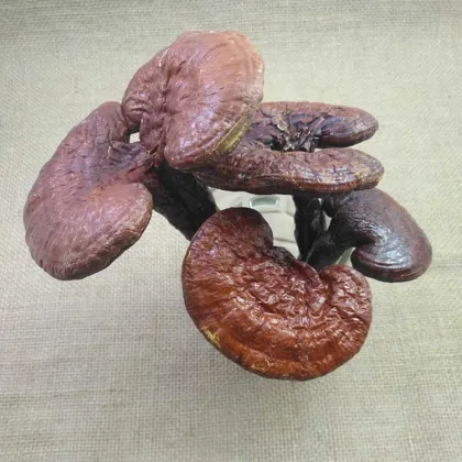 Chinese Wholesale High Quality Lucid Ganoderma