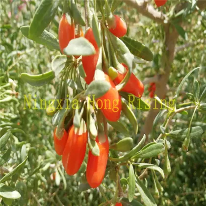 Organic fresh goji berry 2018