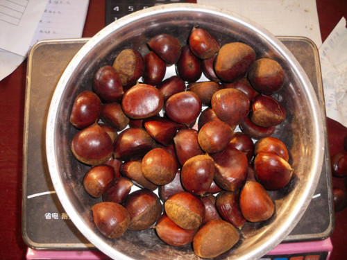 Dandong chestnut segar untuk dijual