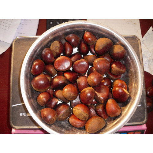 Dandong chestnut segar untuk dijual