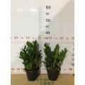 China Zamioculcas zamiifolia 120# factory Manufactory