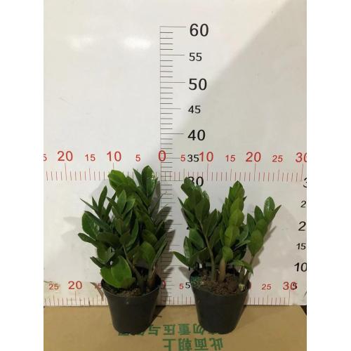 Zamioculcas zamiifolia 120# factory