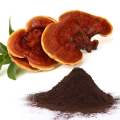 オーガニックガノデルマReishi Mushroom Lingzhi Extract Powder