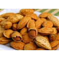 Natural Semen Torreyae Extract Powder