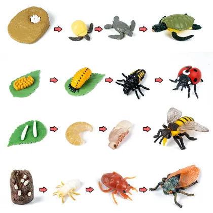 Montessori Wooden Plant Growth Cycle Model: An Educational Toy for Life Science Exploration