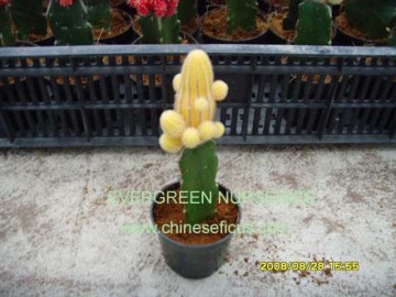 chamaecereus sylvestri f.variegata