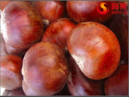 Hot selling big size Chinese Chestnuts--Tai an chestnuts