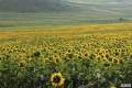 supplying raw high quality natural organic sunflower honey