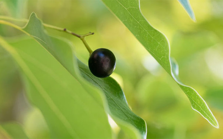 Aceite esencial puro natural de madera Ho