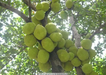 Tropical Fruit of Jackfruit