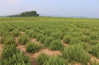 Ziziphi Spinosae Semen Extract