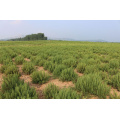 Ziziphi Spinosae Semen Extract for Natural Sleep Support