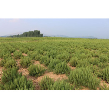Ziziphi Spinosae Semen Extract for Natural Sleep Support
