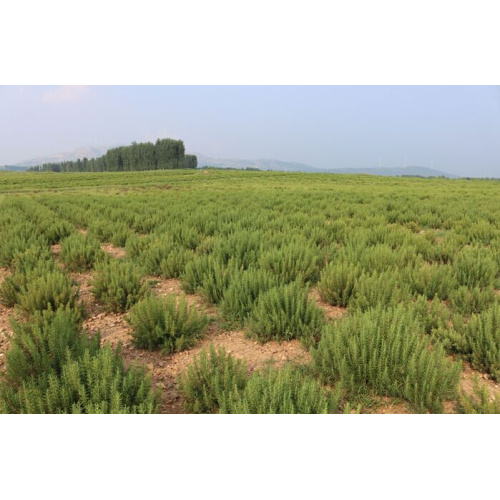 Ziziphi Spinosae Semen Extract for Natural Sleep Support