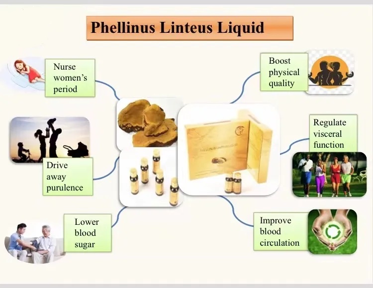 Healthcare Supplement Sugar Free Immune Support Phellinus Linteus Extract Energy Boost Phellinus Linteus Extract Oral Liquid