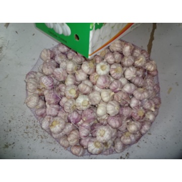 Hot Sale Fresh Garlic 2019