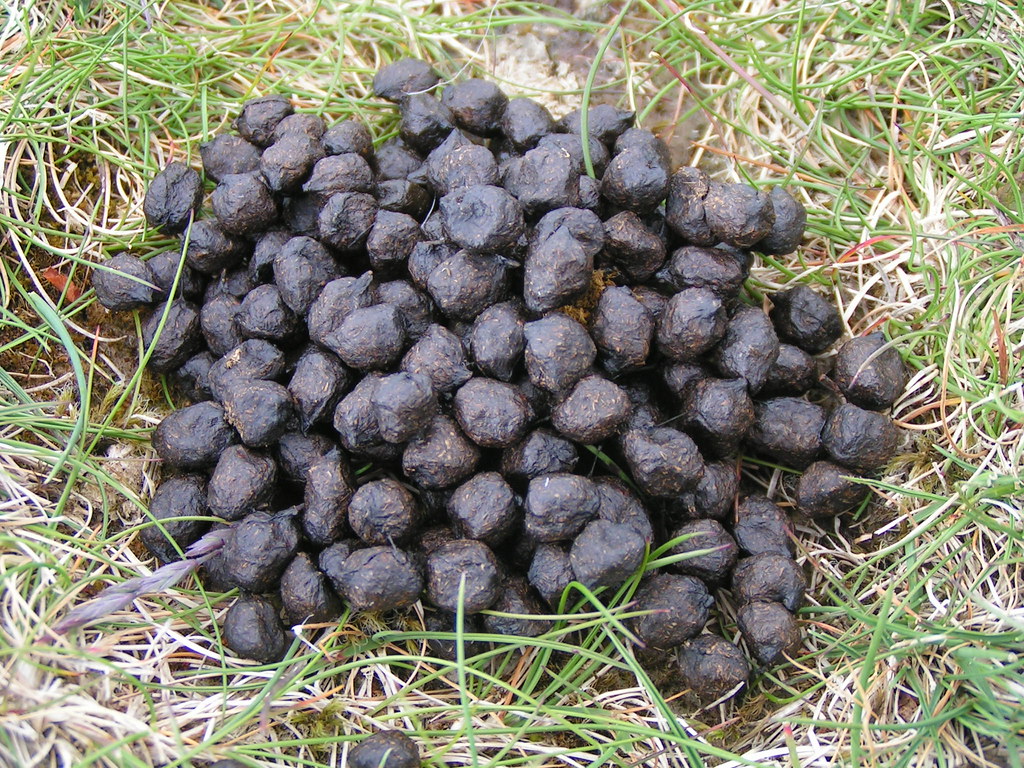 Sheep manure discount