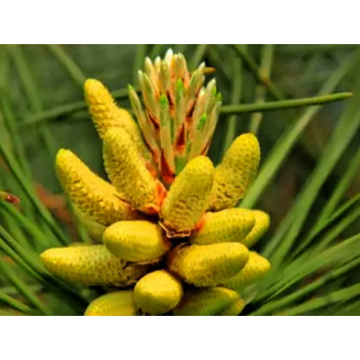 Polvere di polline di pino puro per l'equilibrio ormonale e benefici nutrizionali