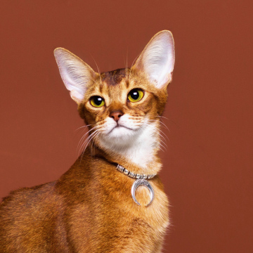 Mofesipi imitasi perak manik -manik kalung kucing vintage kalung anjing kerah