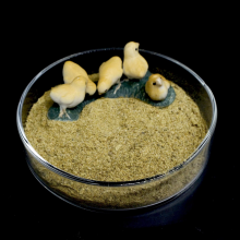 Chicken Meal 65% Chicken Meal 65% Feed Additives For Animal Supply Manufactory