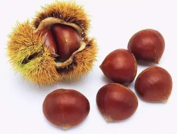 Top Quality 2020 New Crop Fresh Chestnut