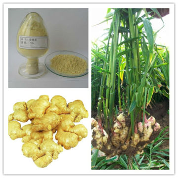 Natural Pure Ginger Root Extract Gingerols 5%-20%