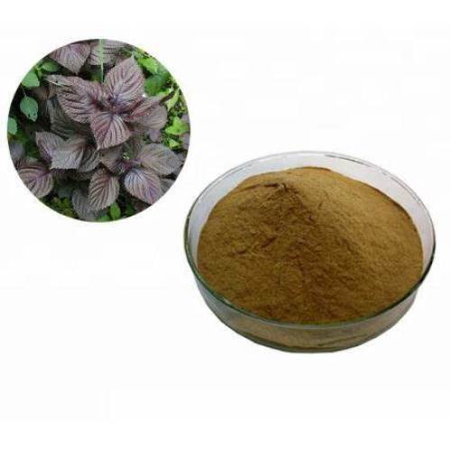 Free Sample Perilla Frutescens Extract Powder