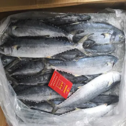 nutritious new season ship round frozen pacific mackerel raw material block in stock