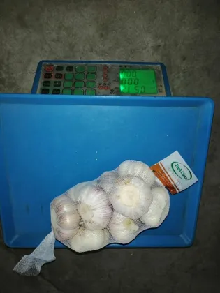 new crop fresh green garlic