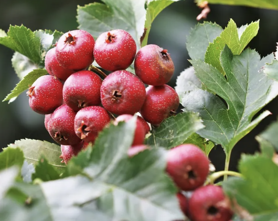 Hawthorn Powder Manufacturer China