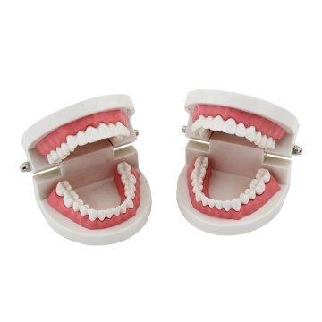 28 Pcs Preschool Education Teeth Model - PVC Material Dental Kit