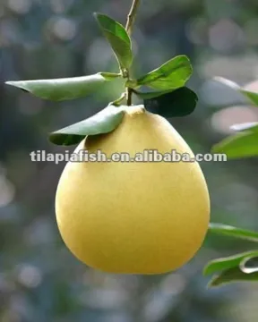 Chinese pomelo fruit