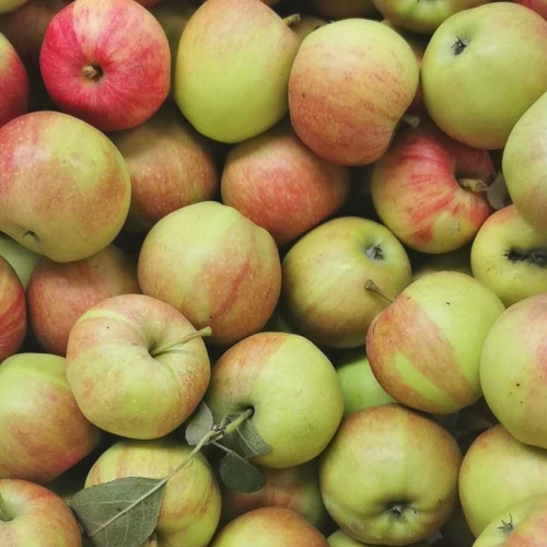 Rött läckert färskt gala äpple av hög kvalitet